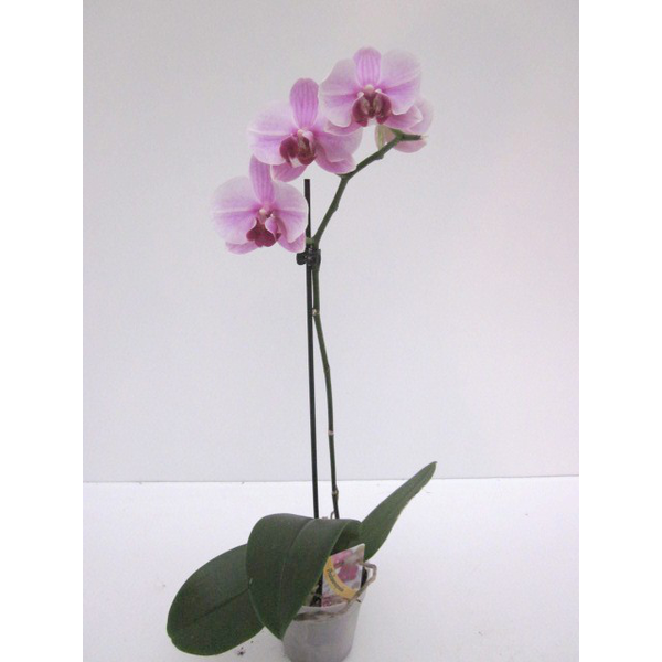Phalaenopsis 1 rama m12                           