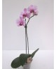 Phalaenopsis 1 rama m12                           