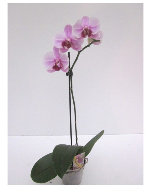 Phalaenopsis 1 rama m12                           