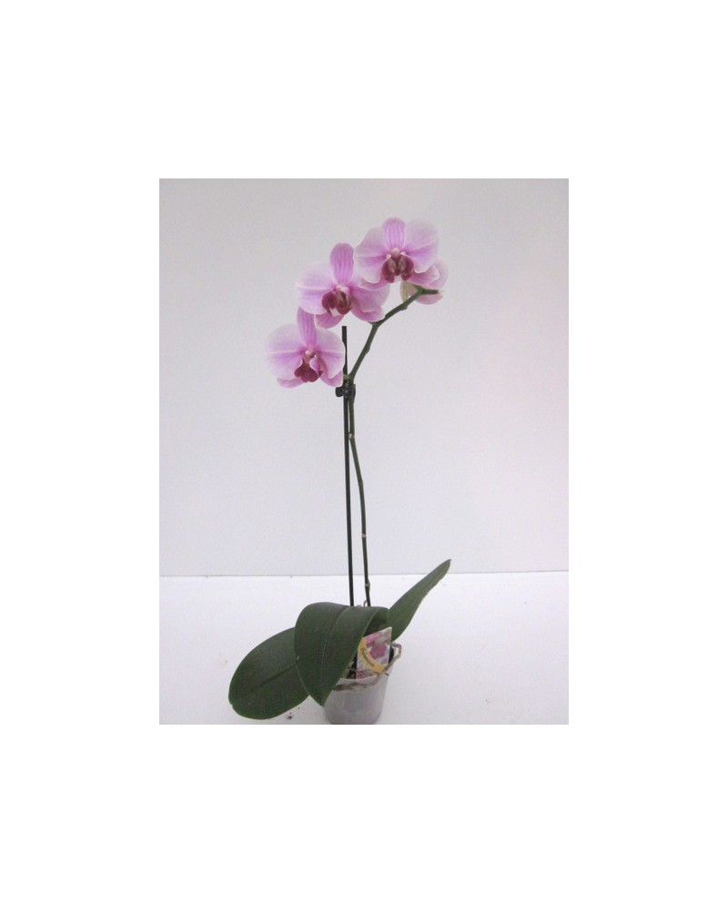 Phalaenopsis 1 rama m12                           