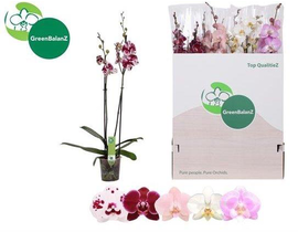 Phalaenopsis 2 ramas                              