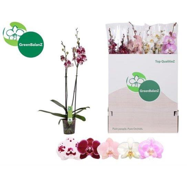 Phalaenopsis 2 ramas                              