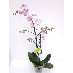 Phalaenopsis 2 ramas                              
