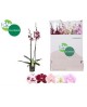 Phalaenopsis 2 ramas                              