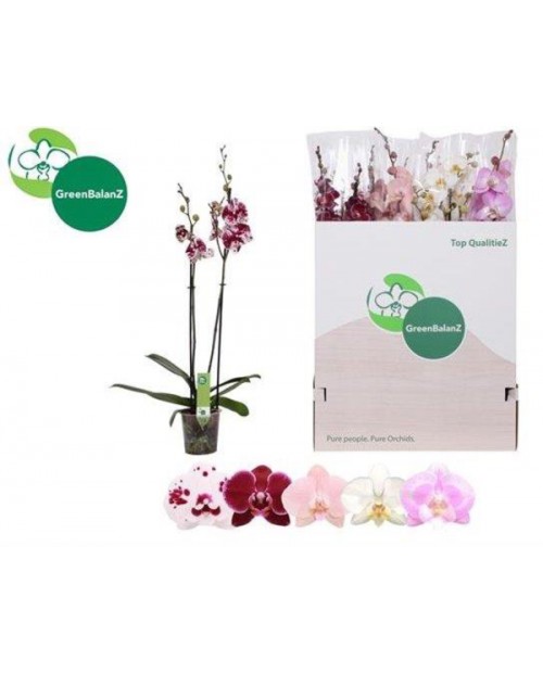 Phalaenopsis 2 ramas                              