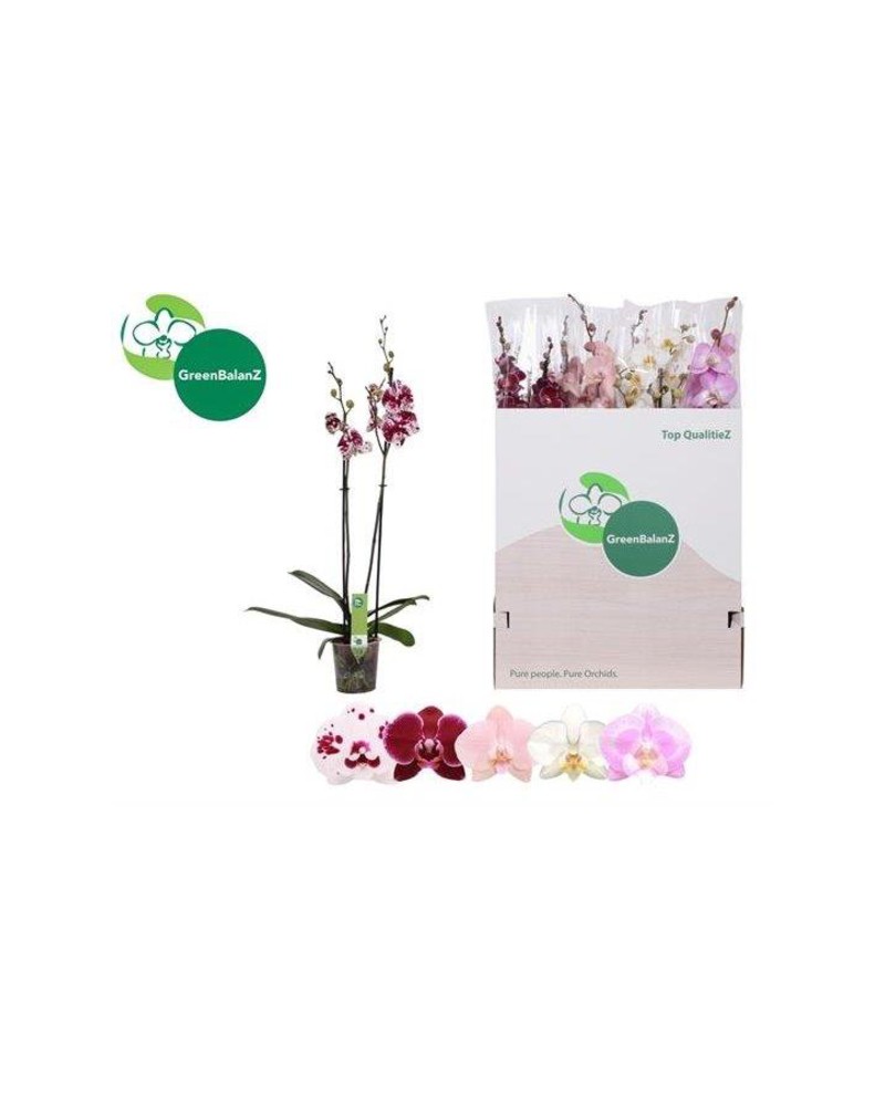 Phalaenopsis 2 ramas                              