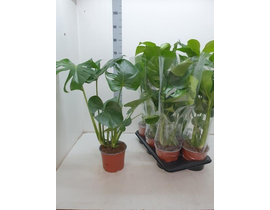 Philodendron pertusum m17 60cm                    