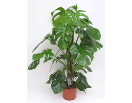 Philodendron pertusum m21 70/80cm                 