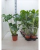 Philodendron pertusum m19 60cm                    