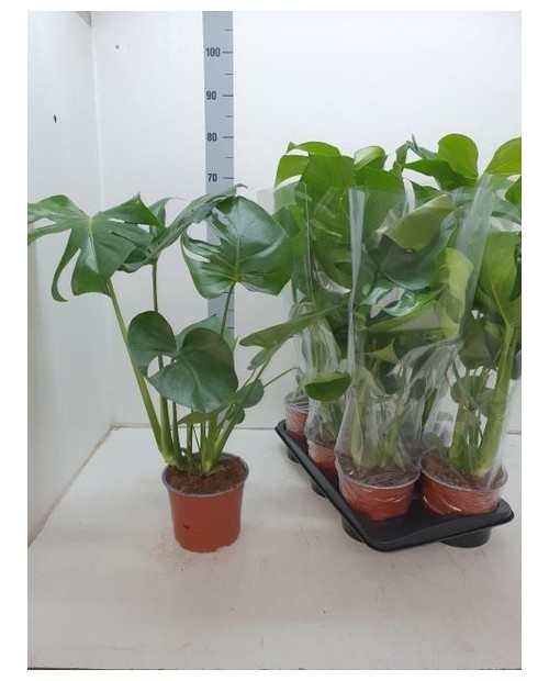 Philodendron pertusum m20 60cm                    