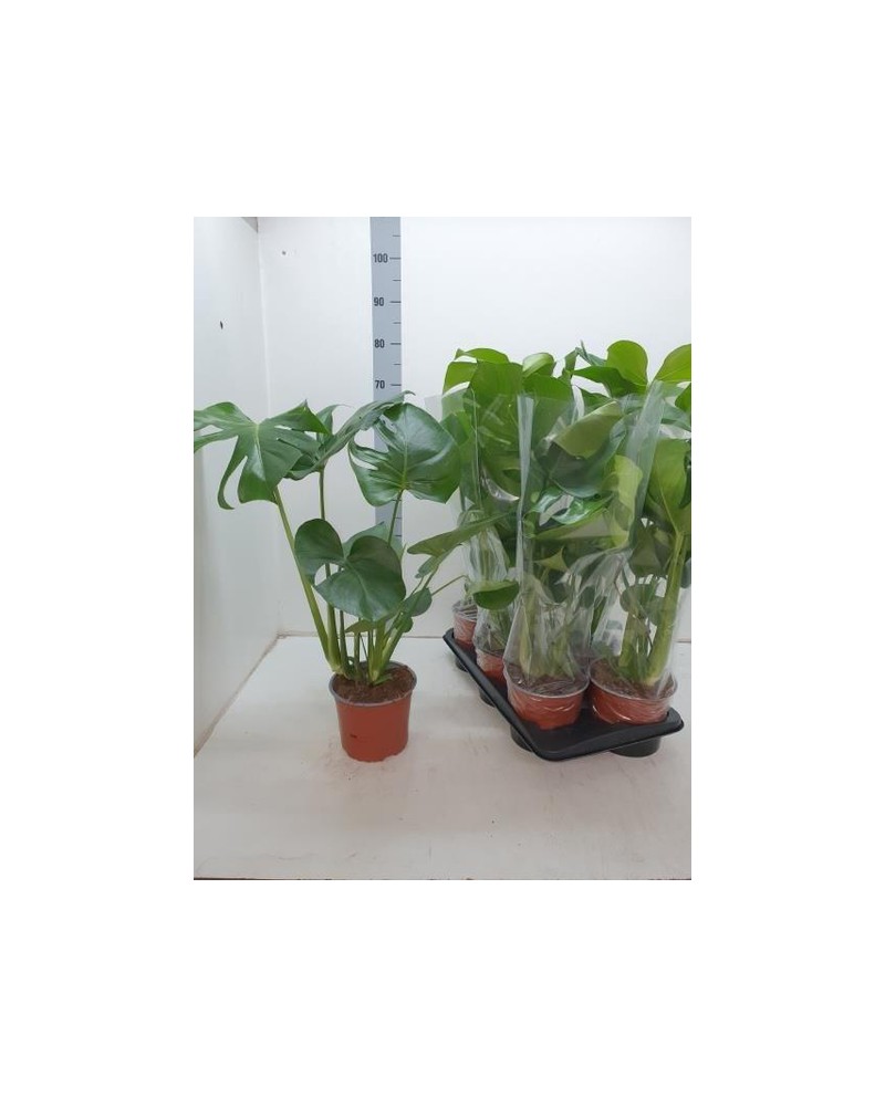 Philodendron pertusum m19 60cm                    
