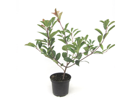 Photinia fras.red robin 3lt 40/50                 