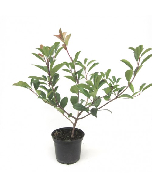 Photinia fras.red robin 3lt 40/50                 