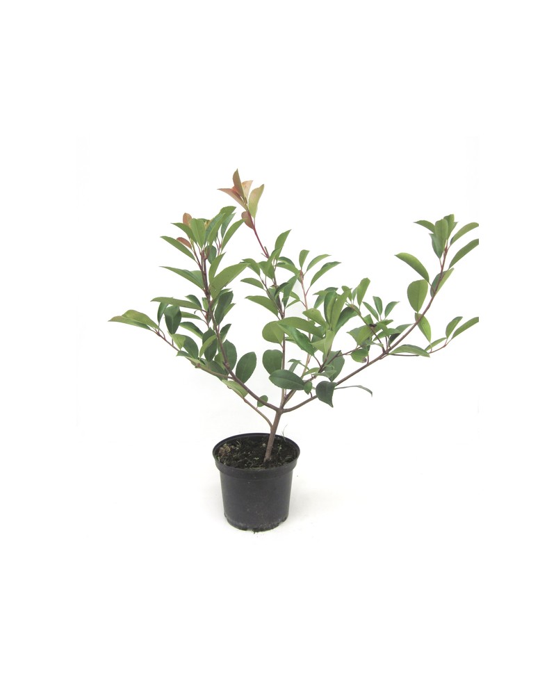 Photinia fras.red robin 3lt 40/50                 