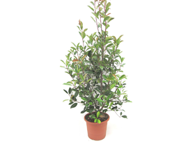 Photinia fras.red robin m25 40/60cm               
