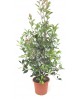 Photinia fras.red robin m25 40/60cm               