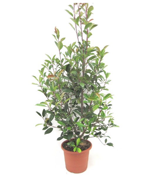 Photinia fras.red robin m25 40/60cm               