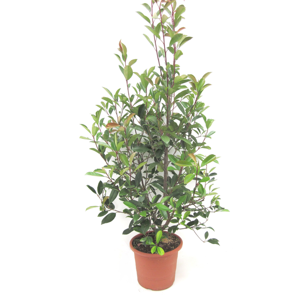 Photinia fras.red robin 5lt 50/60cm               