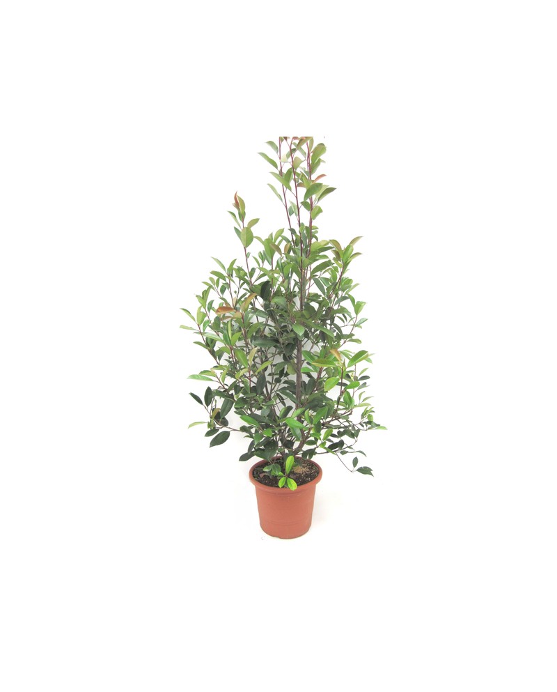 Photinia fras.red robin m25 40/60cm               
