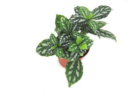 Pilea cardieri 9                                  