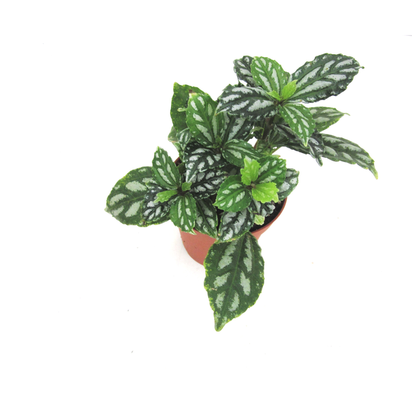 Pilea cardieri 9                                  