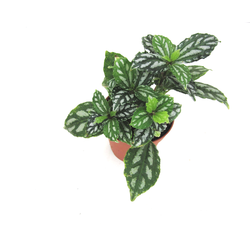 Pilea cardieri 9                                  