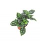 Pilea cardieri 9                                  
