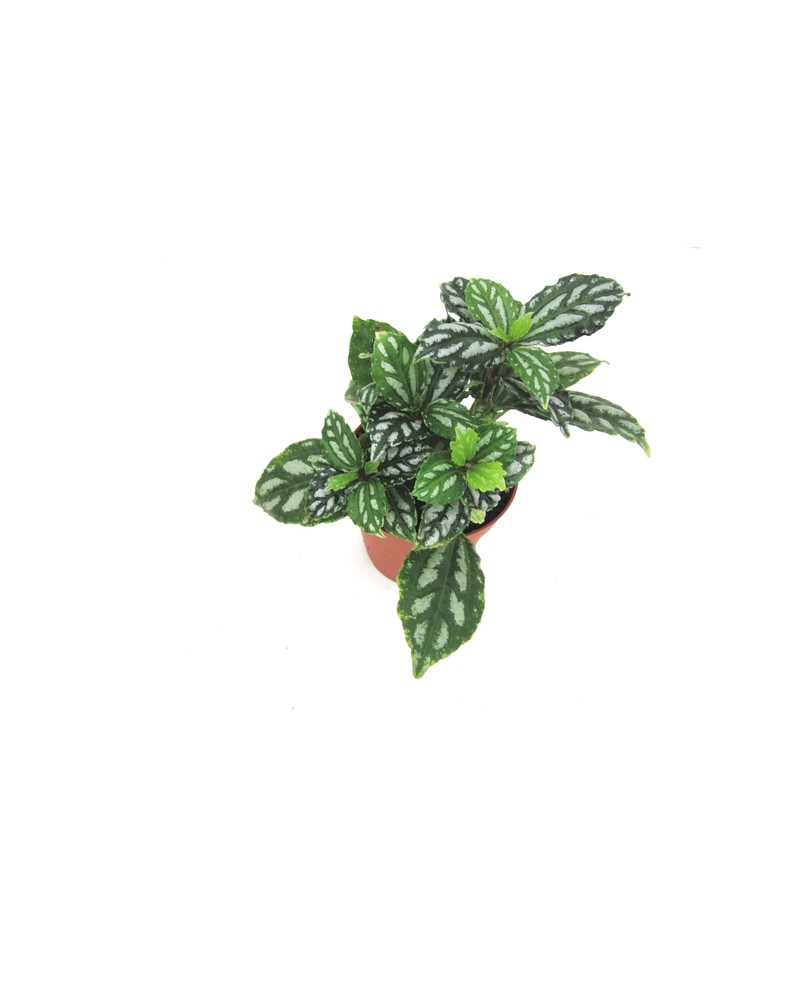 Pilea cardieri 9                                  