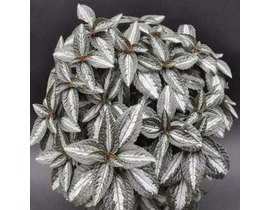 Pilea alumi-silver 8                              