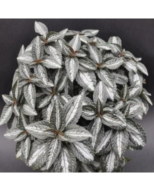 Pilea alumi-silver 8                              