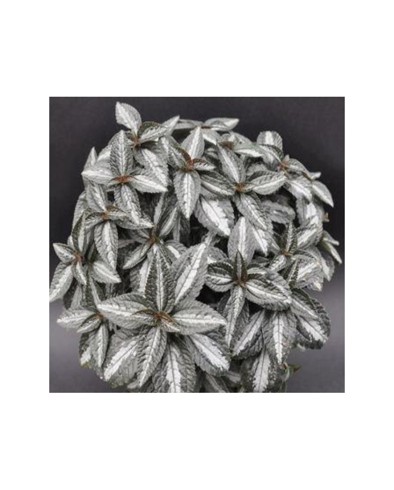 Pilea alumi-silver 8                              