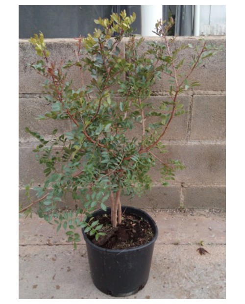 Pistacia lentiscus 3l                             