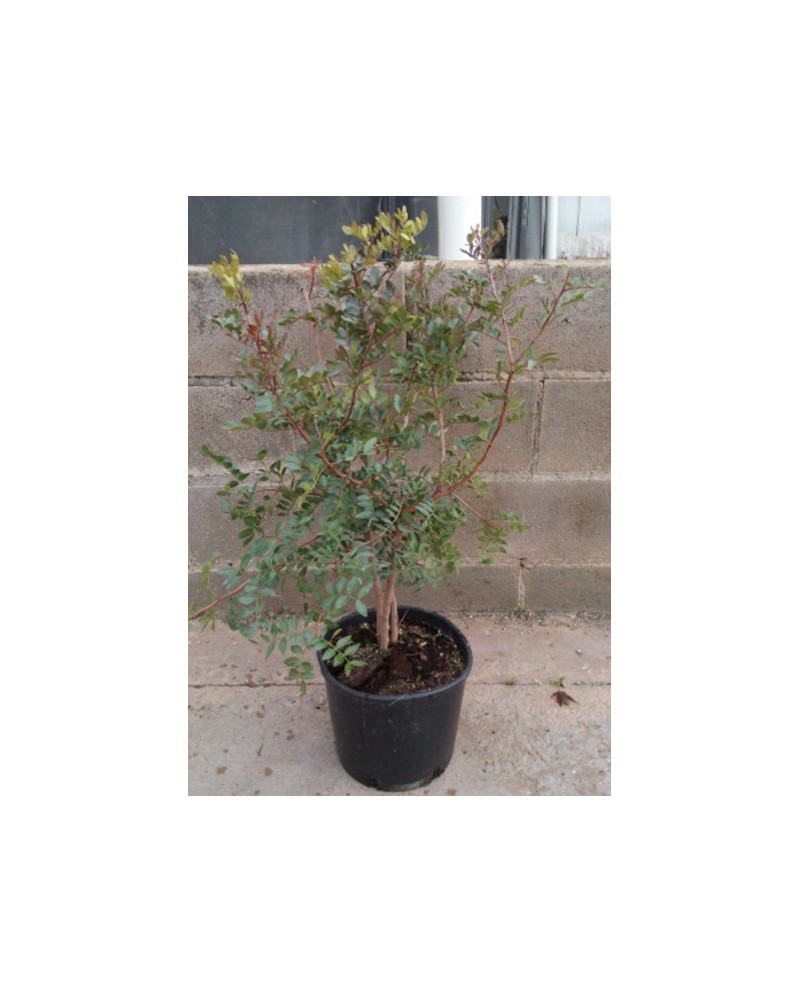 Pistacia lentiscus 3l                             