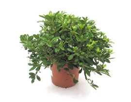 Pittosporum tobira nanum 5lt                      