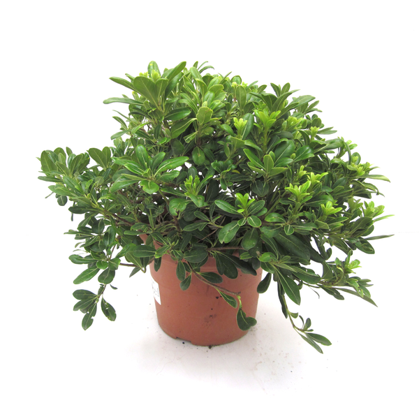 Pittosporum tobira nanum 5lt                      