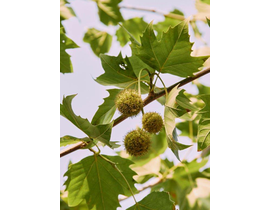 Platanus hispanica 12/14 maceta                   