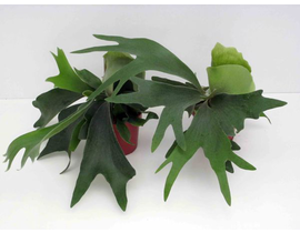 Platycerium bifurcatum m12                        