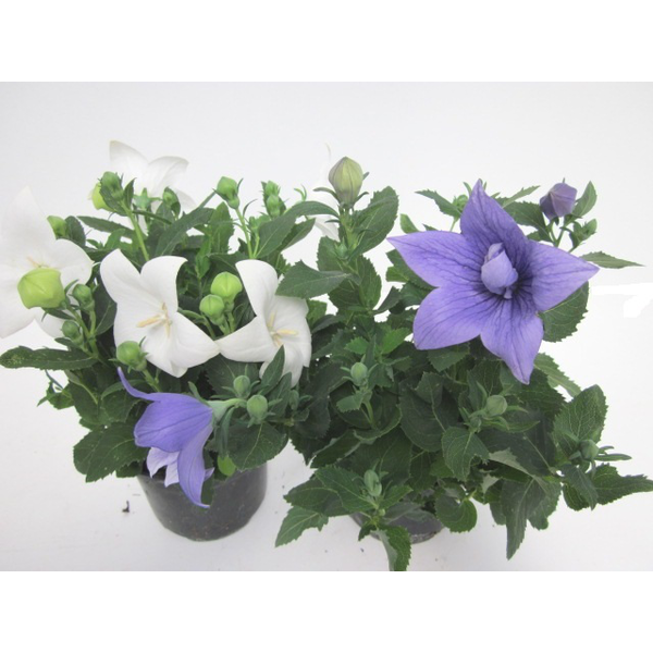 Platycodon mix m12                                