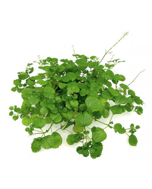 Plectranthus australis m11                        