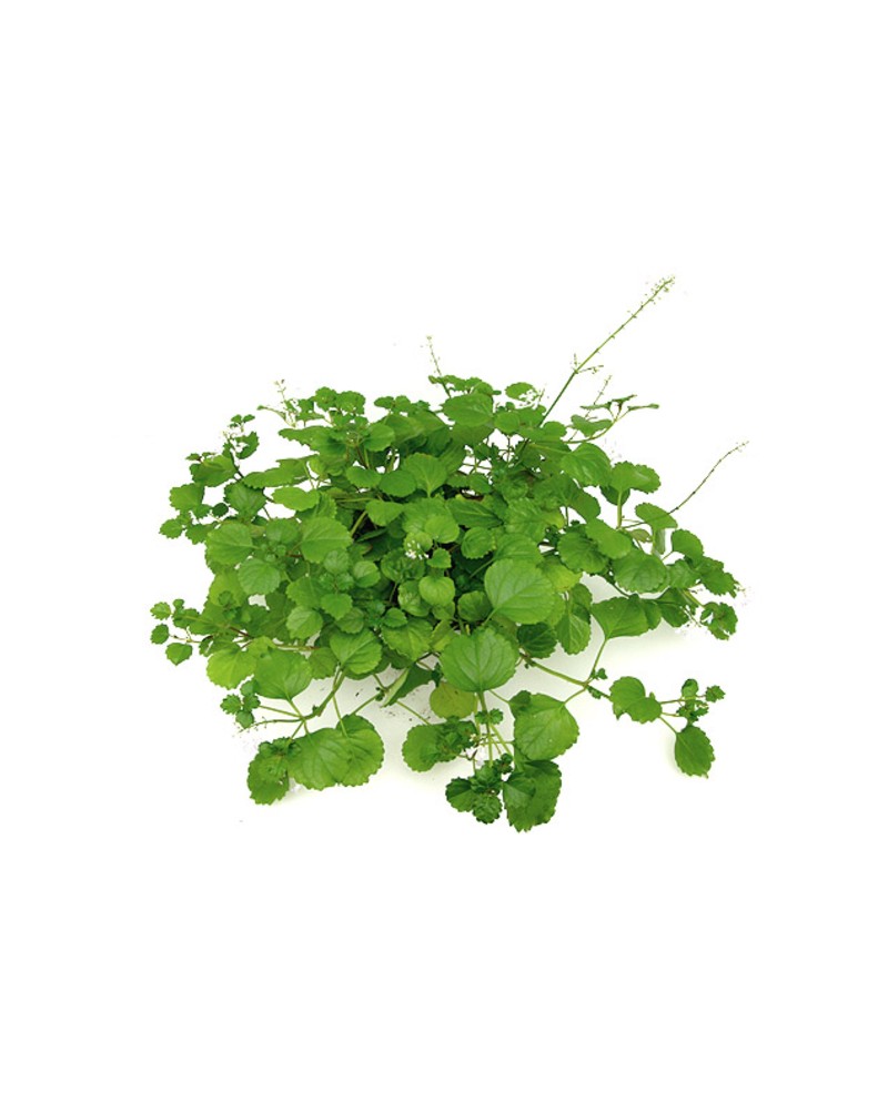 Plectranthus australis m11                        