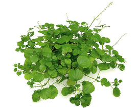 Plectranthus australis colgar m16                 
