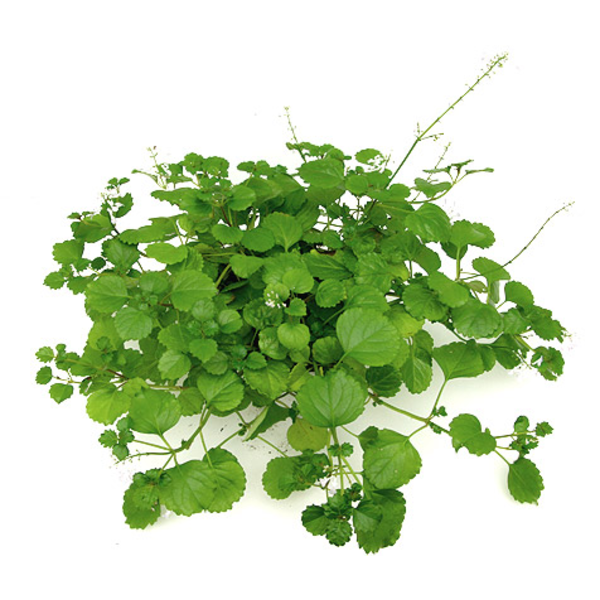 Plectranthus australis colgar m16                 