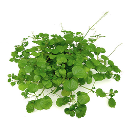Plectranthus australis colgar m16                 