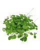 Plectranthus australis colgar m16                 