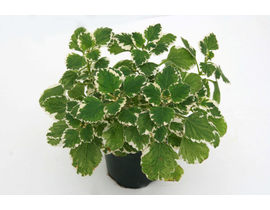 Plectranthus coleoides variegata m11              