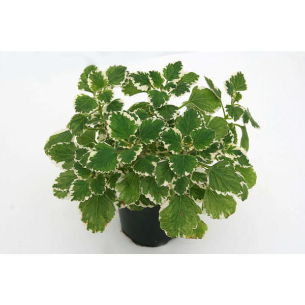 Plectranthus coleoides variegata m11              