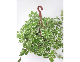 Plectranthus coleoides variegata colgar m16       