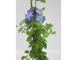 Plumbago auriculata 11x11 70cm                    
