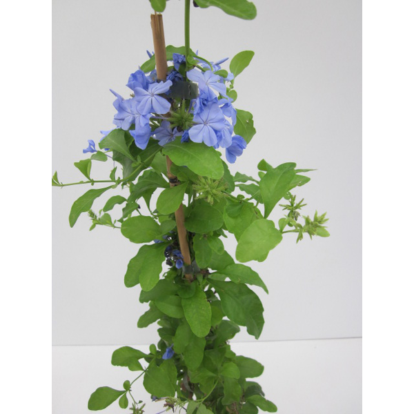 Plumbago auriculata 11x11 70cm                    