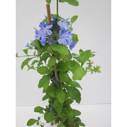Plumbago auriculata 11x11 70cm                    